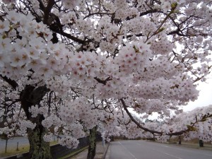 LINE_ALBUM_20220411 郡山市　東山霊園の桜_220411_0